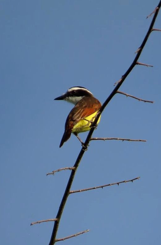 Fauna de la selva maya