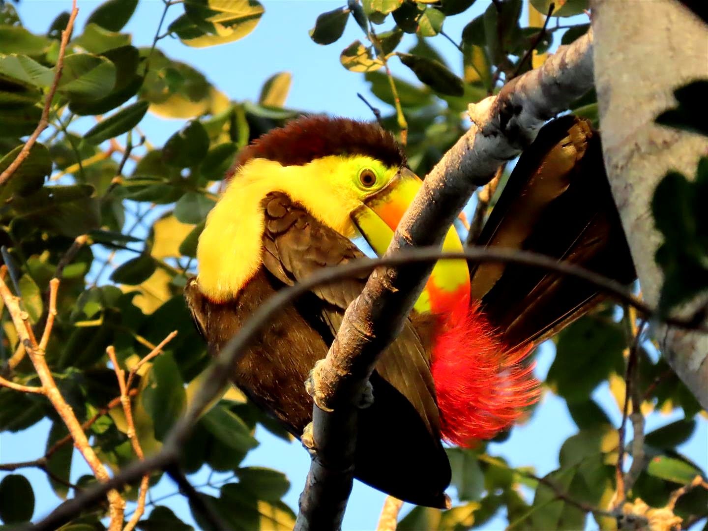 Fauna y flora de la selva maya en Aldea Kinich