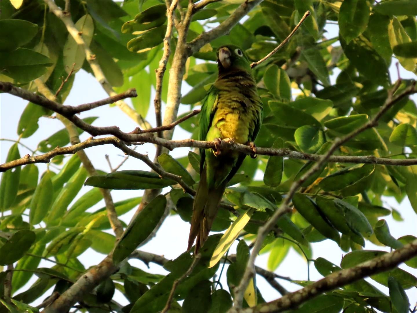 Fauna y flora de la selva maya en Aldea Kinich