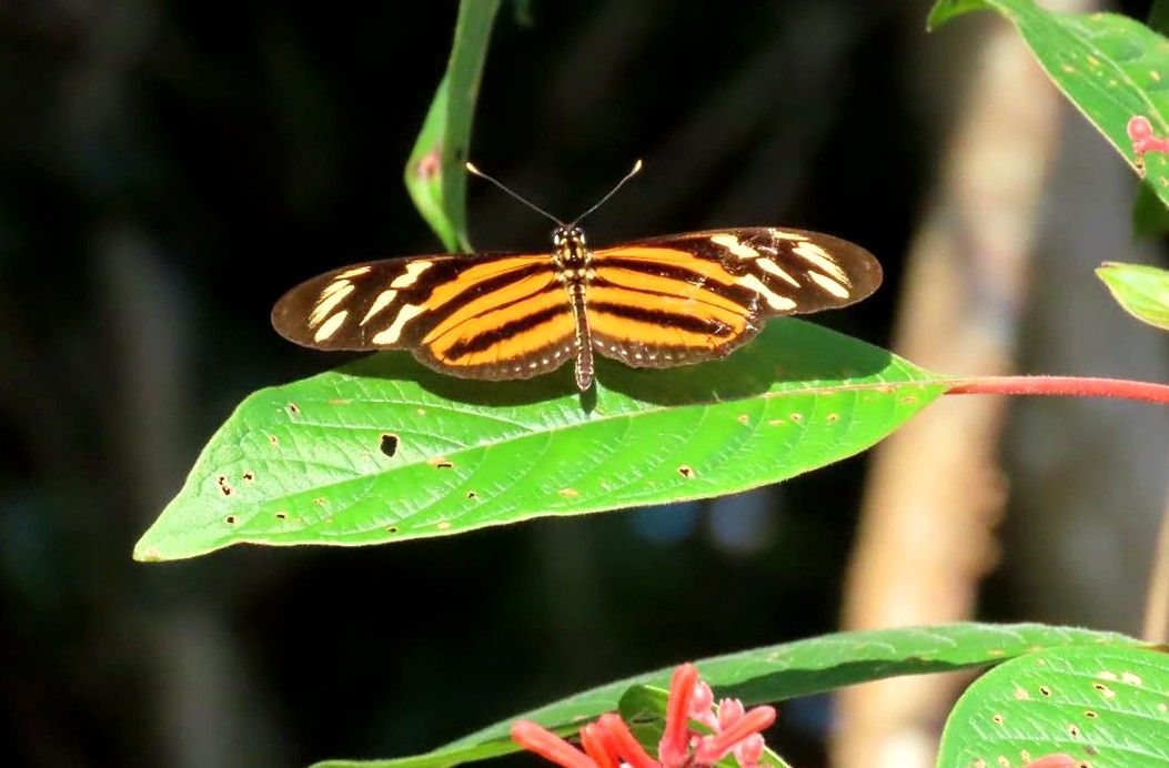 Fauna y flora de la selva maya en Aldea Kinich