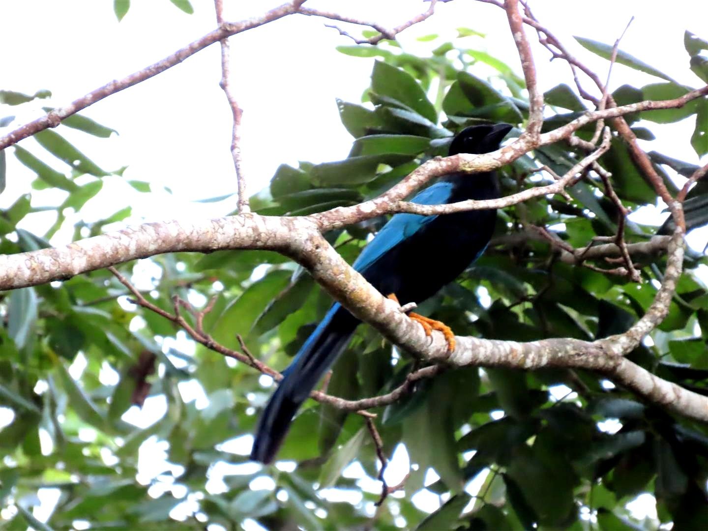 Fauna y flora de la selva maya en Aldea Kinich