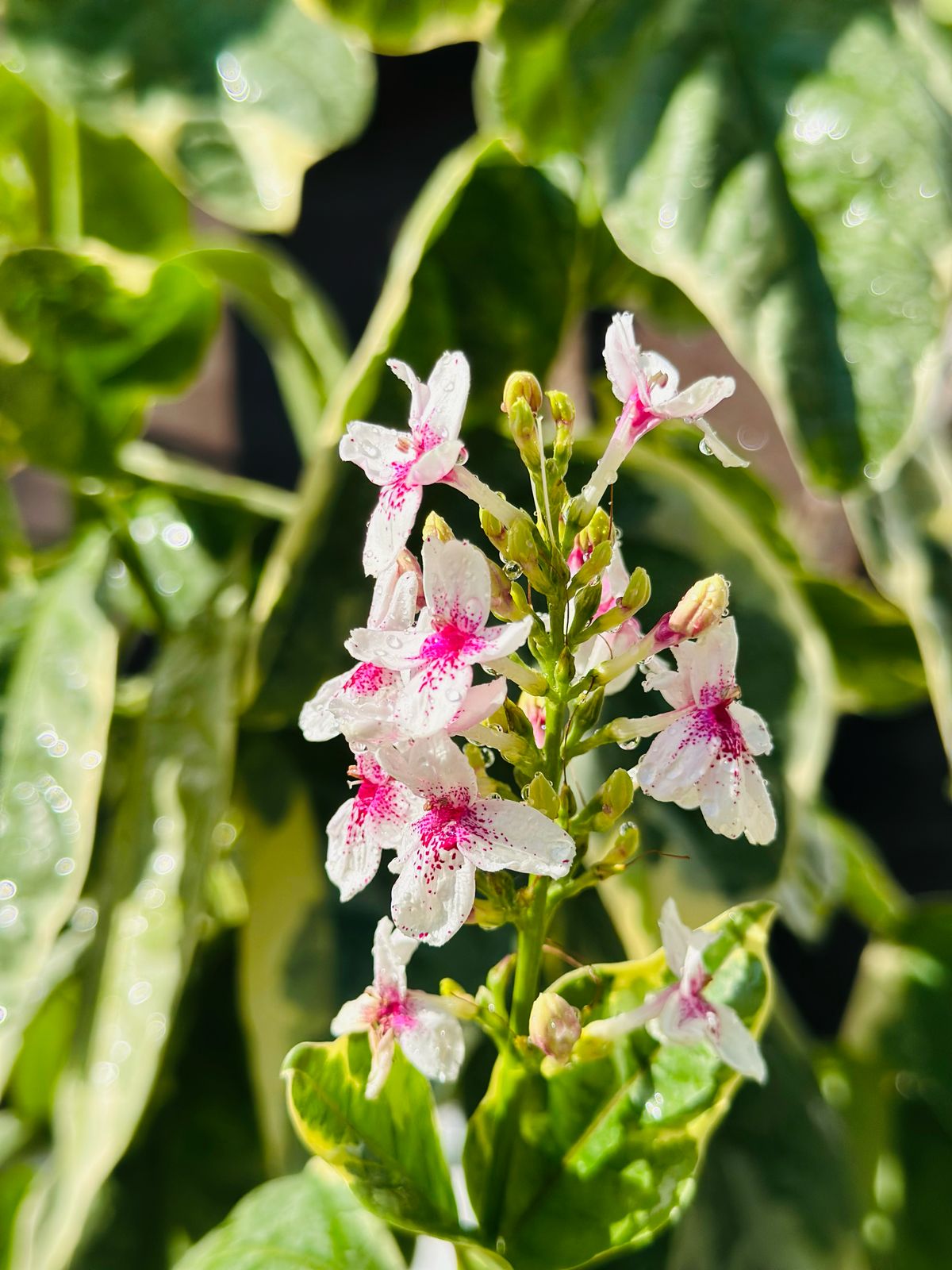 Fauna y flora de la selva maya en Aldea Kinich