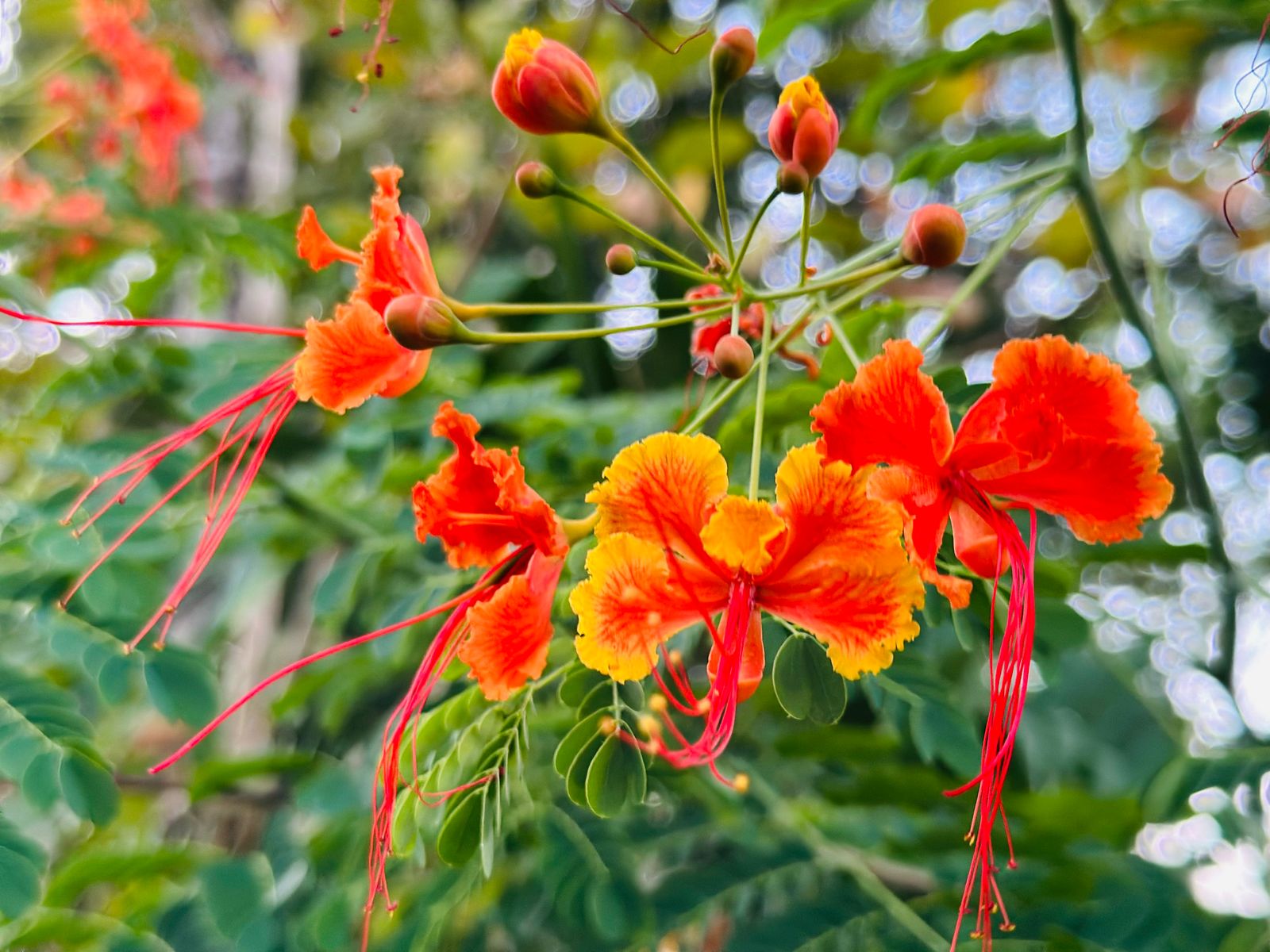 Fauna y flora de la selva maya en Aldea Kinich