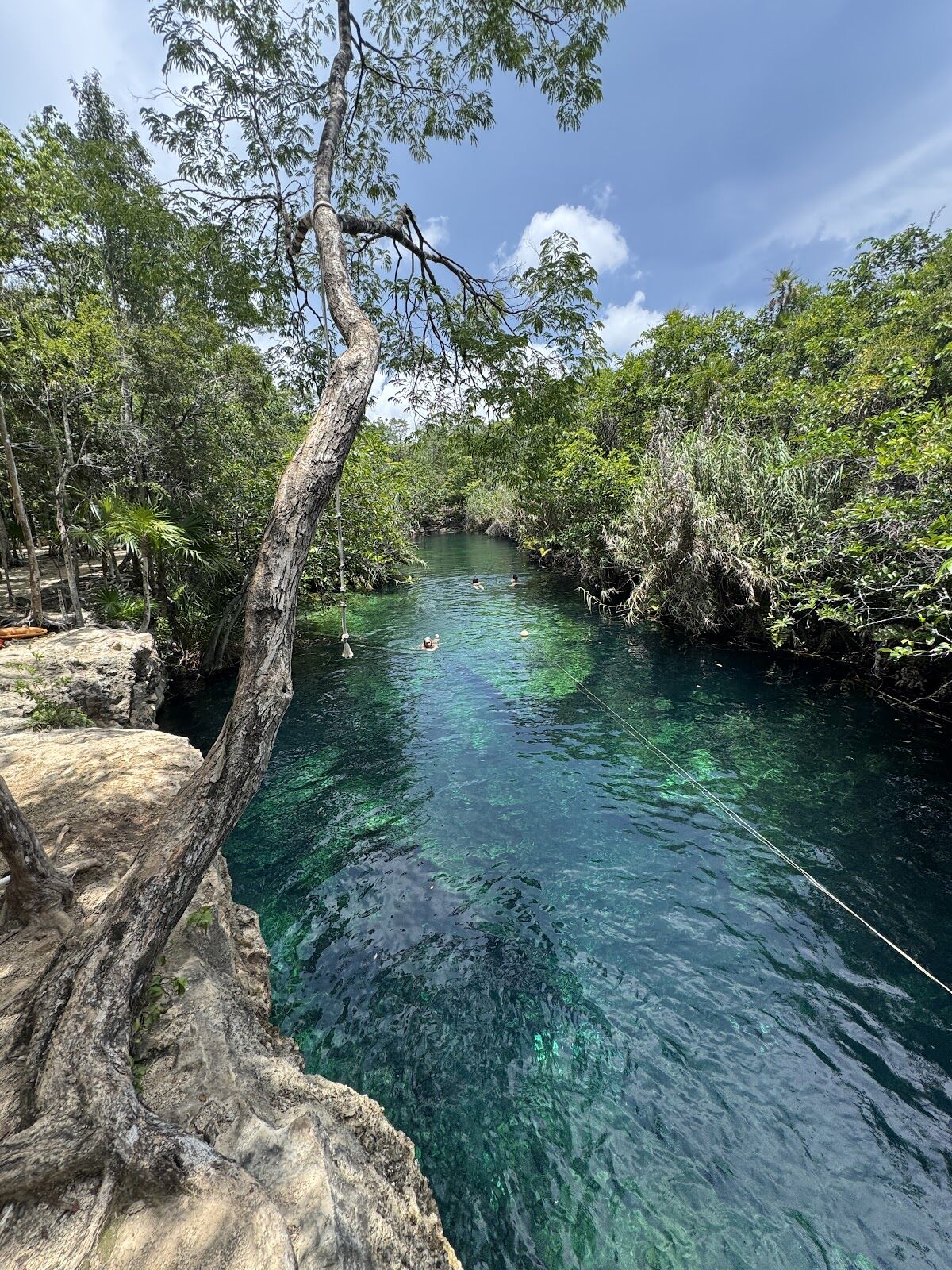 Cenote Escondido Mayan Blue rodeado de selva con columpio sobre el agua