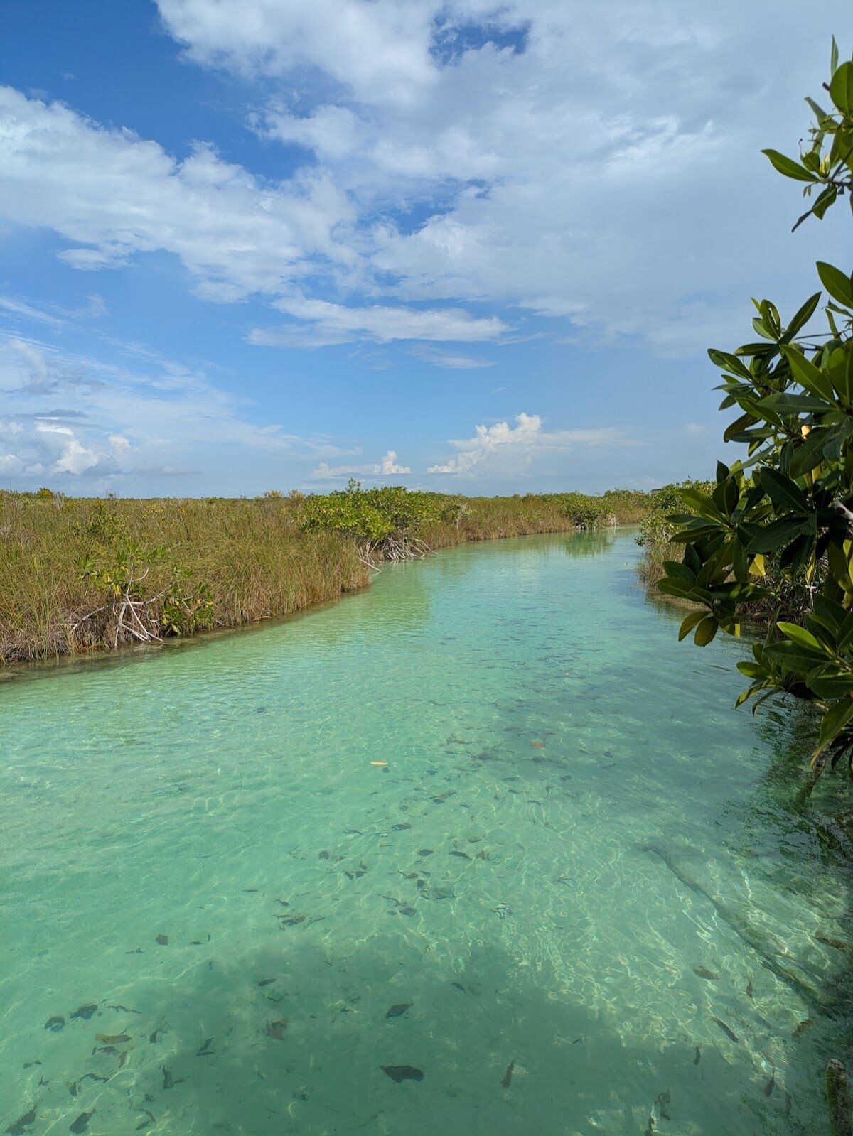 Manglares y aguas abiertas de la Reserva de la Biósfera de Sian Ka'an